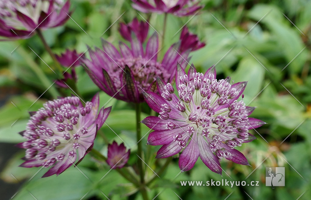 Astrantia major ´Rubra´