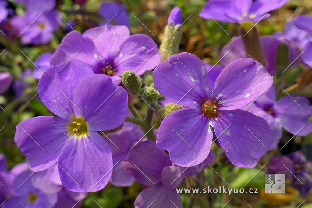 Aubrieta ´Cascade Blue´