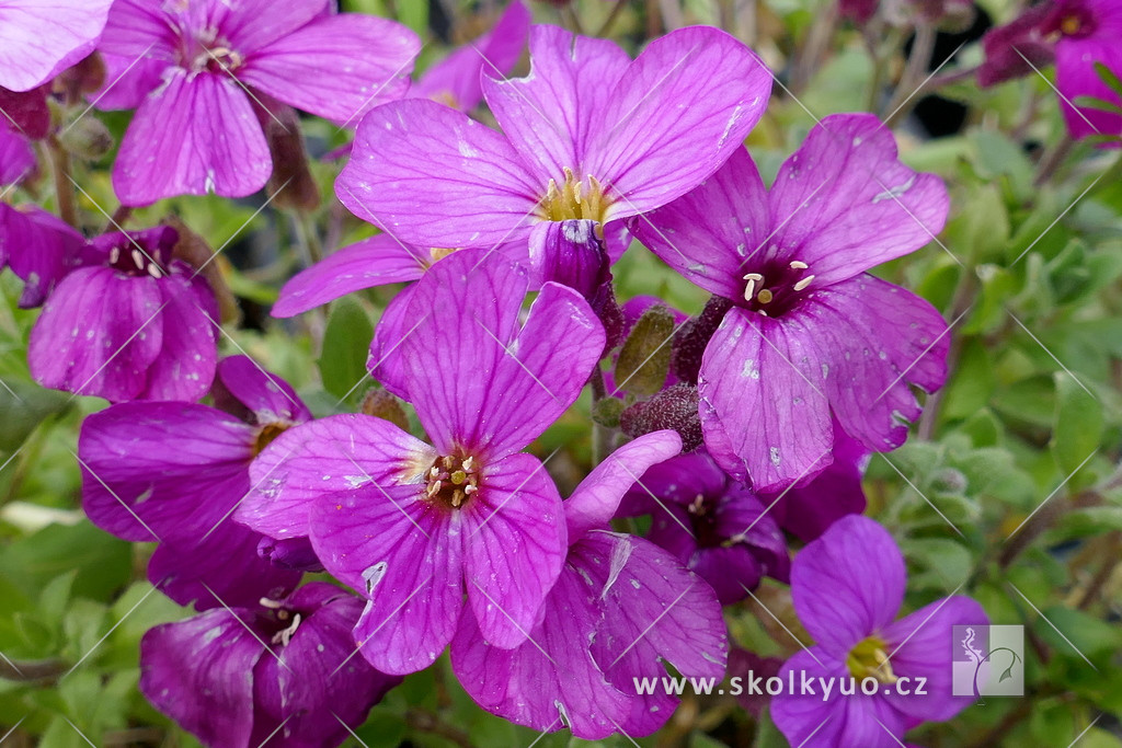 Aubrieta ´Cascade Red´