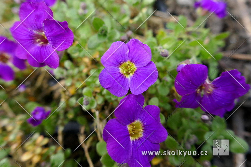 Aubrieta ´Glacier Violet´