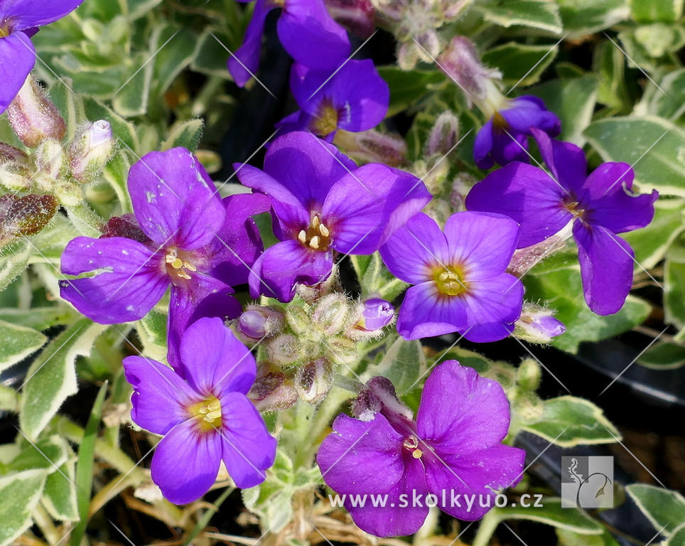 Aubrieta hybrida ´Dr. Mules Variegated´