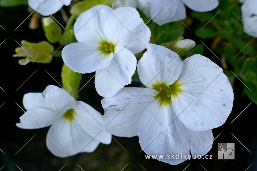 Aubrieta gracilis ´Florado White´