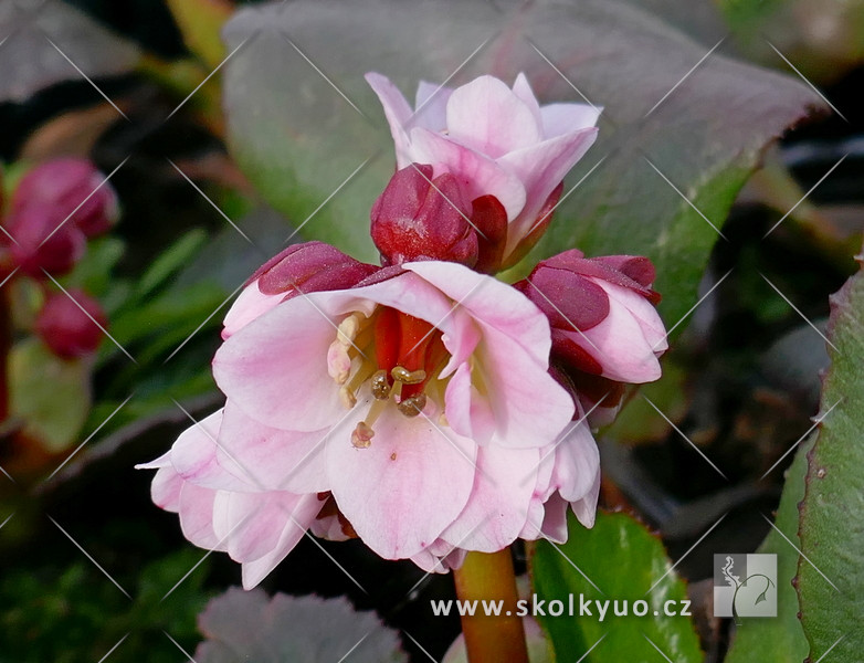 Bergenia ´Dragonfly Sakura´