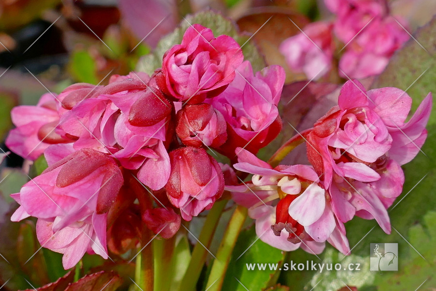 Bergenia ´Flirt´