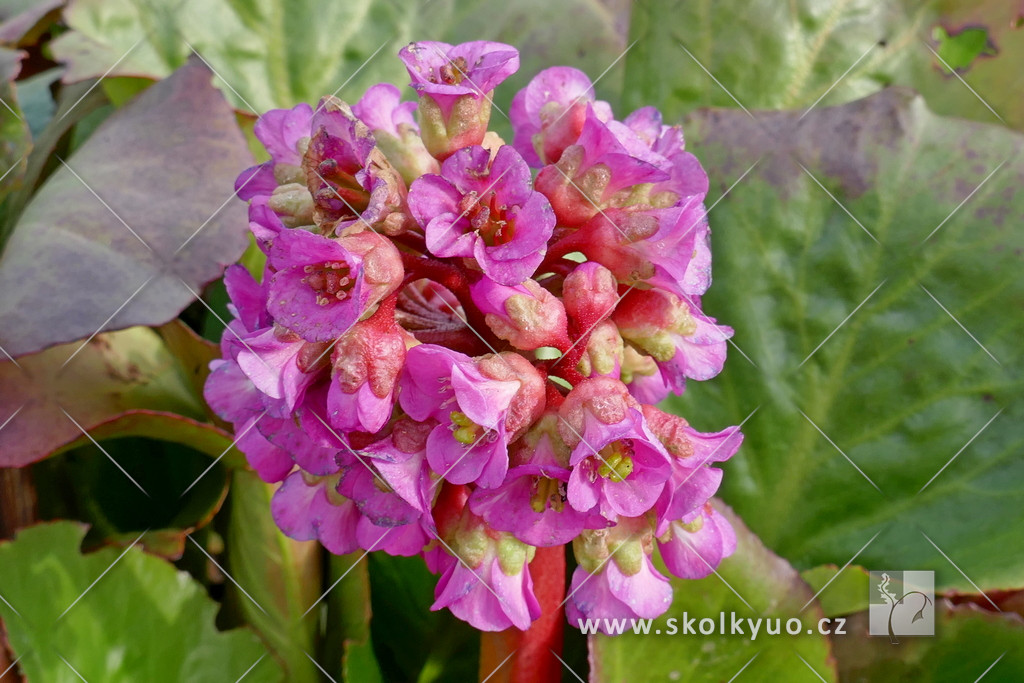 Bergenia purpurascens