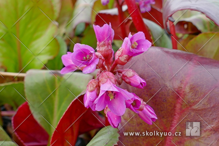 Bergenia ´Shoeshine Rose´