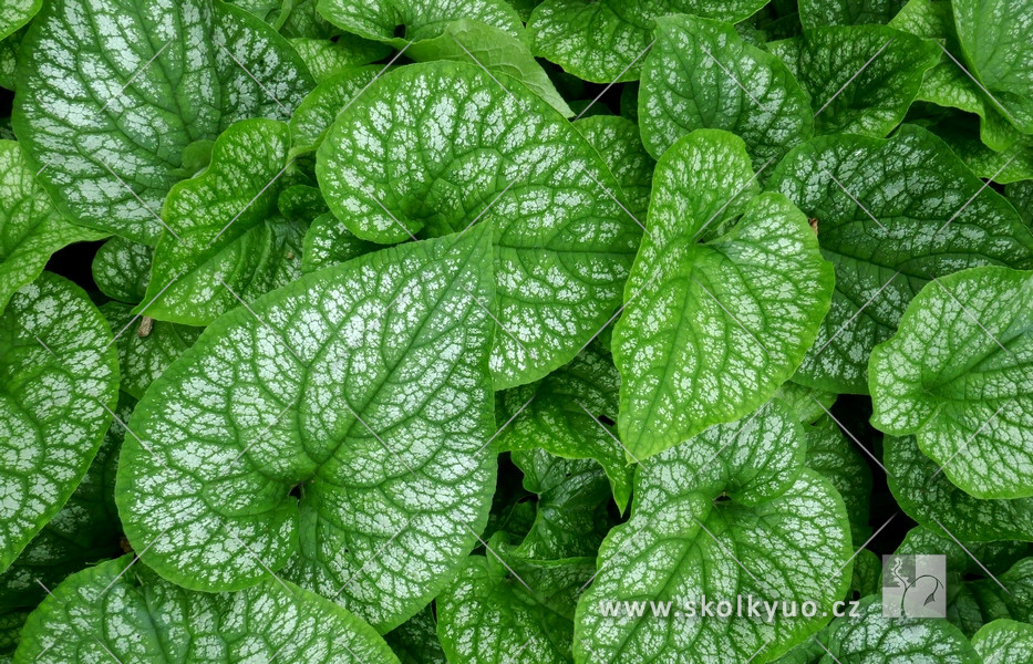 Brunnera macrophylla ´Alexander´s Great´