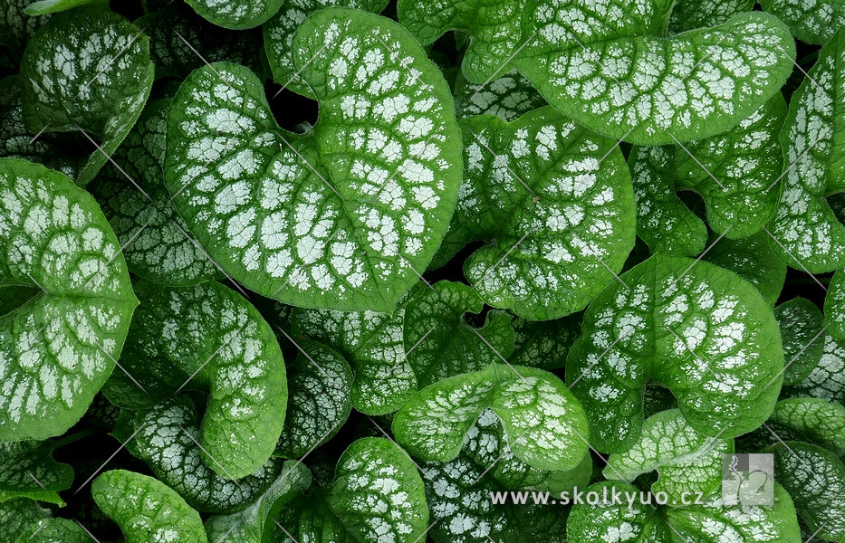 Brunnera macrophylla ´ Sea Heart´