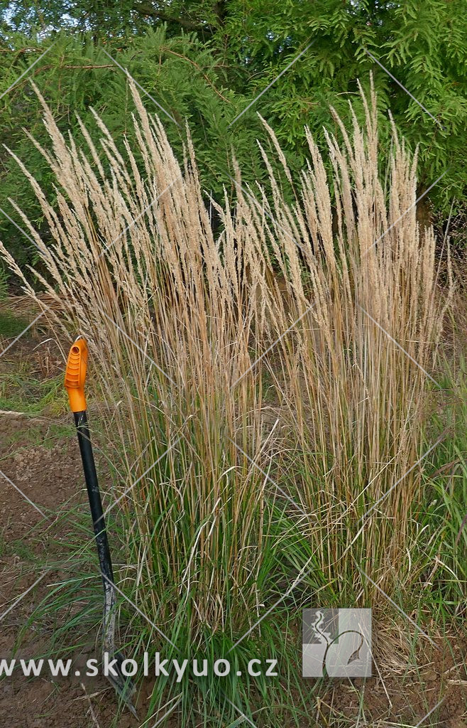 Calamagrostis acutiflora ´Karl Foerster´