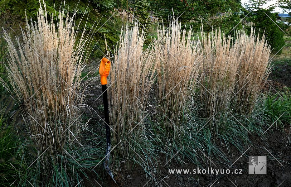 Calamagrostis acutiflora ´Overdam´