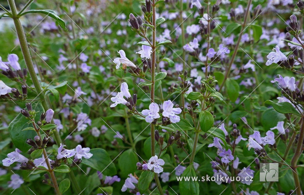 Calamintha nepeta ´Triumphator´