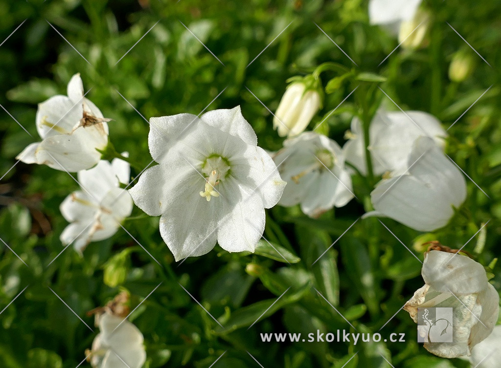 Campanula cochleariifolia ´Swinging Bells White´