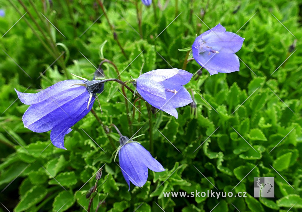 Campanula cochleariifolia ´Swinging Bells Blue´