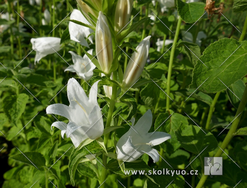 Campanula latifolia v. macrantha ´Alba´