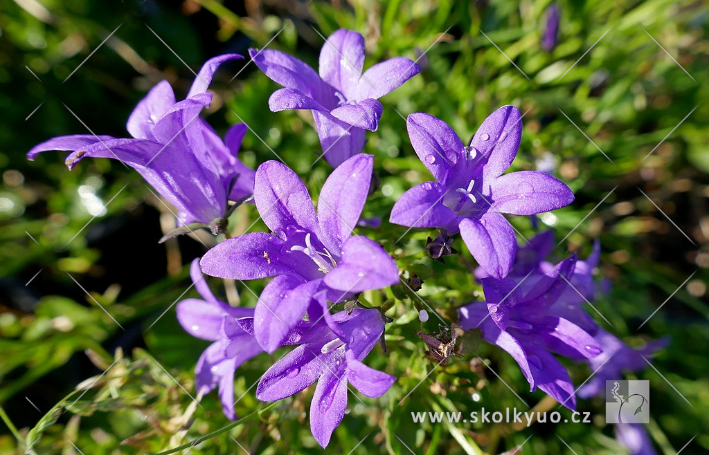 Campanula portenschlagiana ´Catharina´