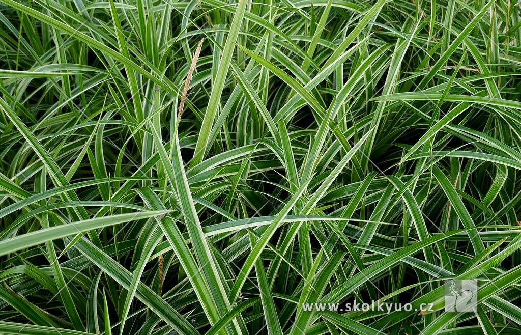 Carex foliosissima ´Ice Dance´