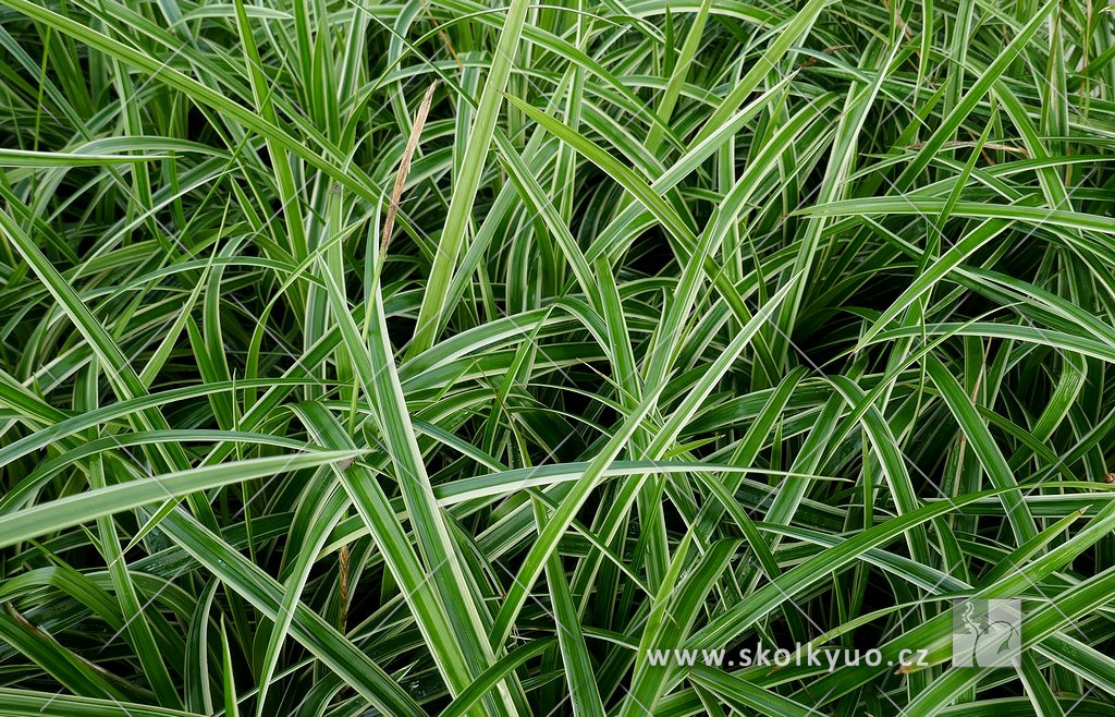 Carex foliosissima (morrowii) ´Ice Dance´