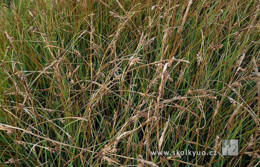 Carex panicea ´Pamira´