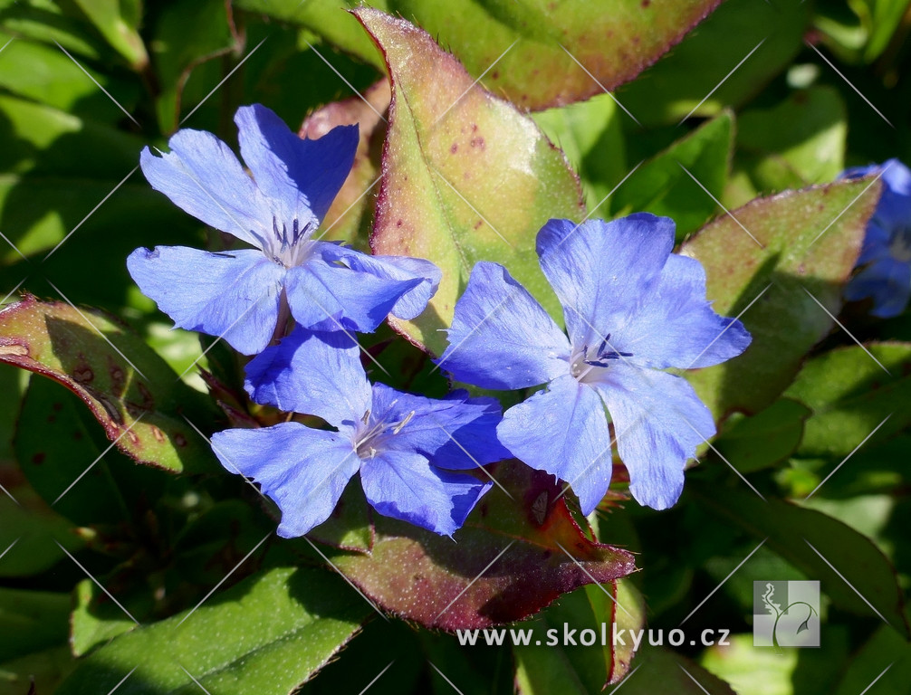 Ceratostigma plumbaginoides ´Gentian Blue´