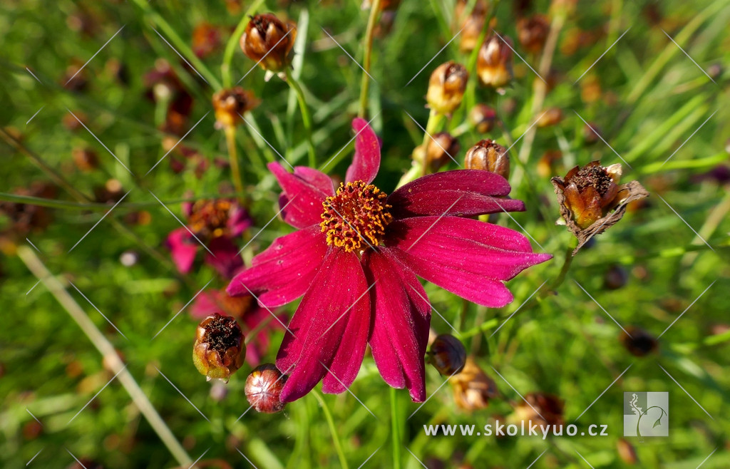 Coreopsis rosea ´Bloomsation Dragon´