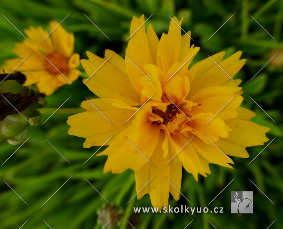 Coreopsis grandiflora ´Early Sunrise´