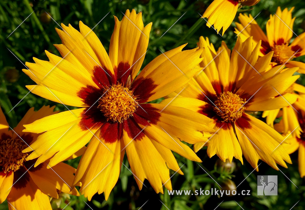 Coreopsis grandiflora ´Heliot±´