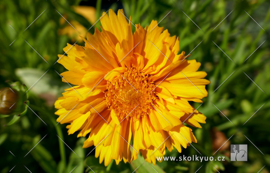 Coreopsis grandiflora ´Santa Fe´