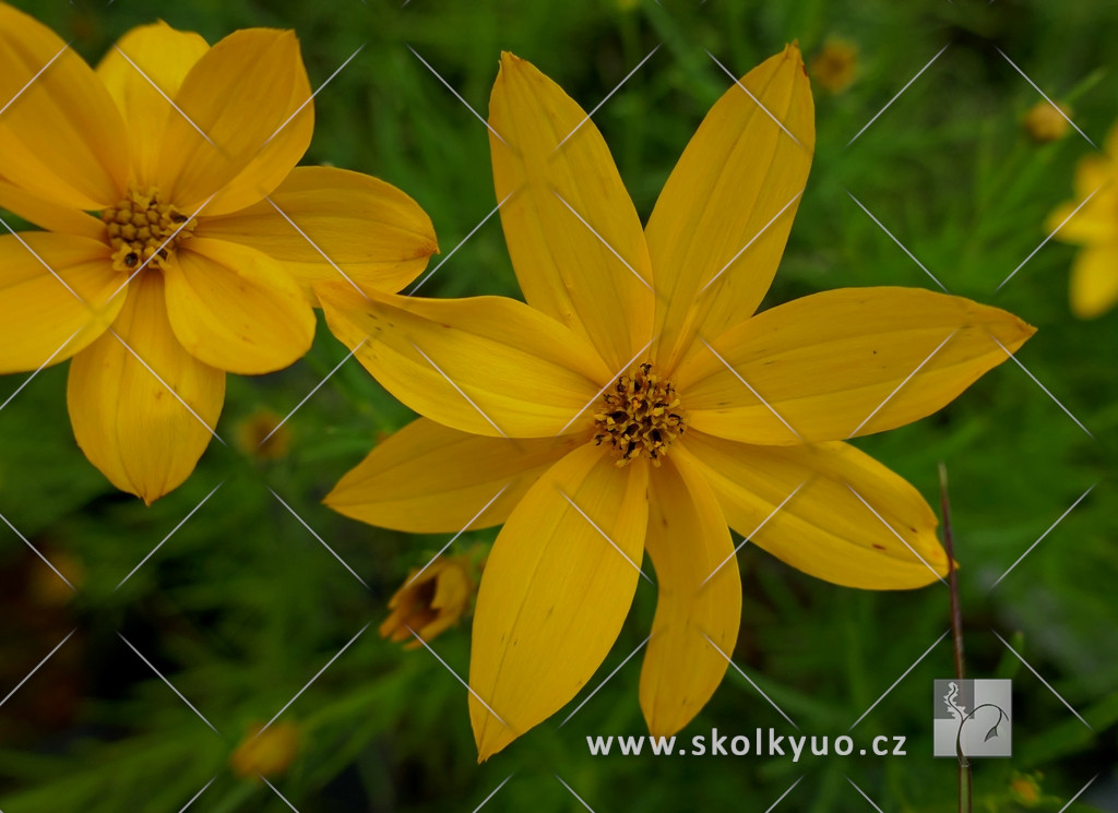 Coreopsis verticillata ´Grandiflora´