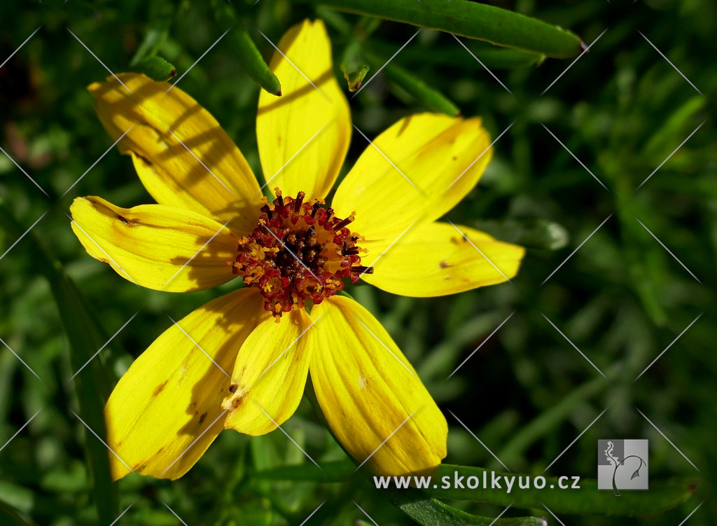 Coreopsis verticillata ´Imperial Sun´