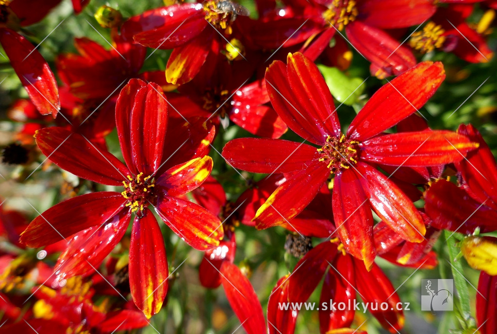 Coreopsis verticillata ´Lady Bird´