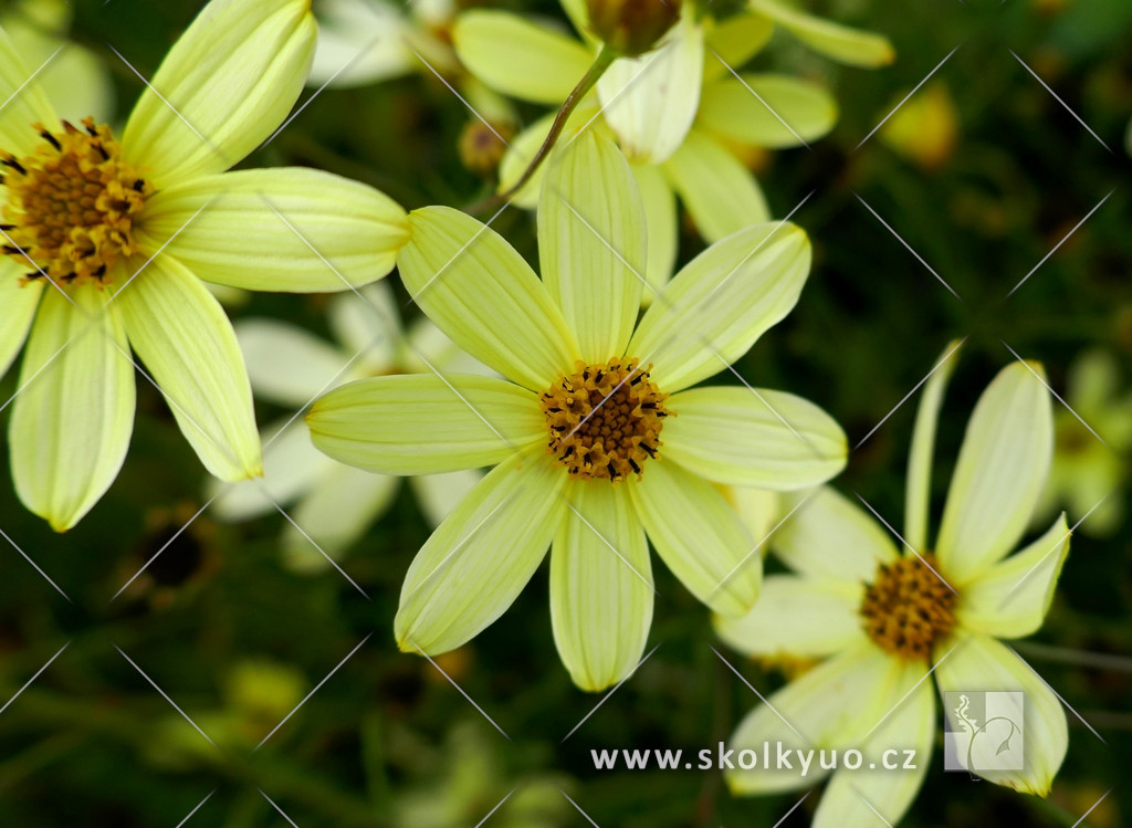 Coreopsis verticillata ´Moonbeam´