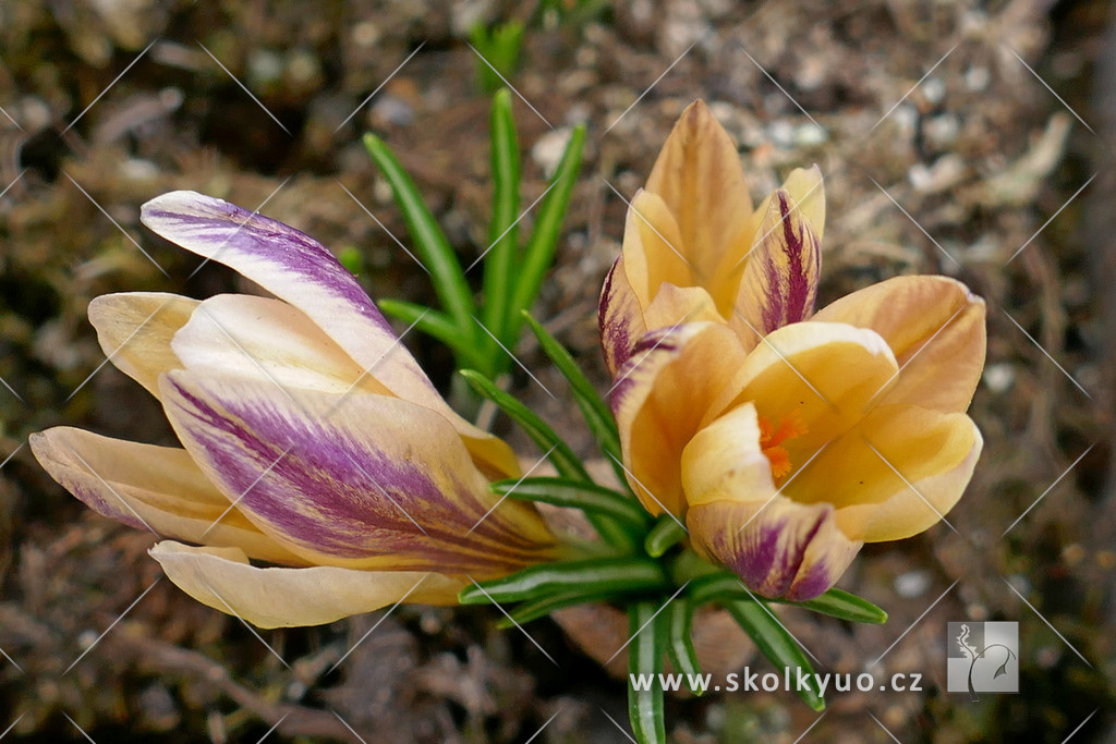 Crocus chrysanthus ´Advance´