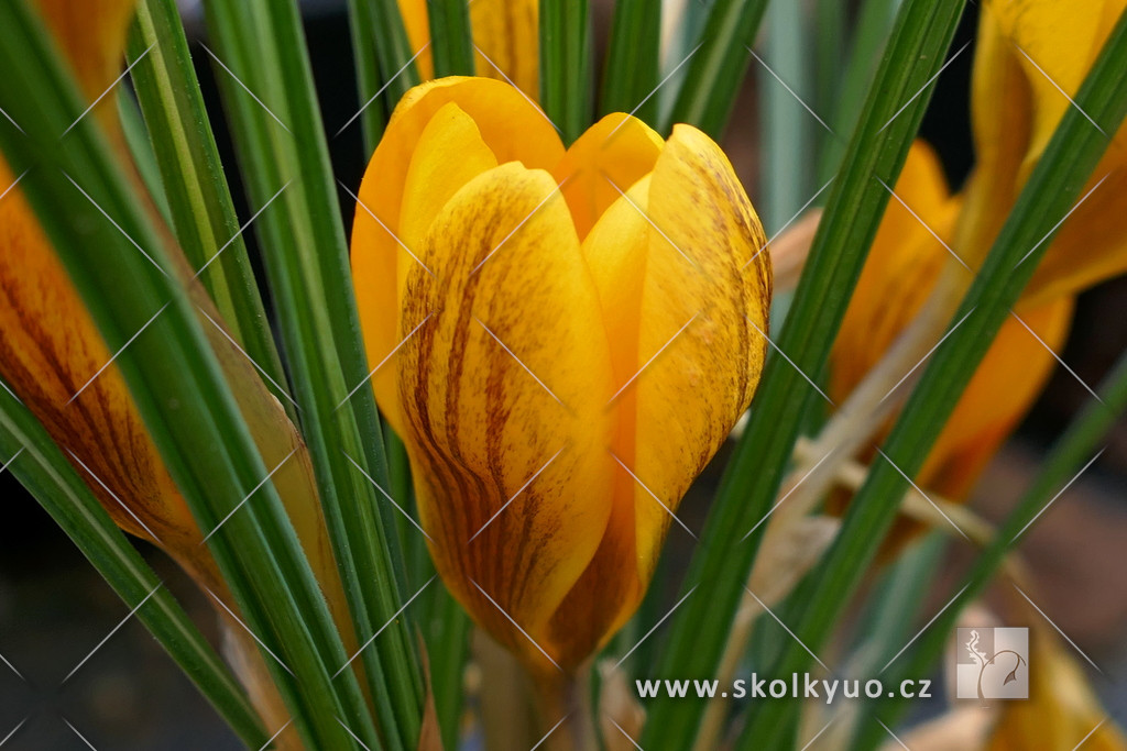 Crocus chrysanthus ´Dorothy´