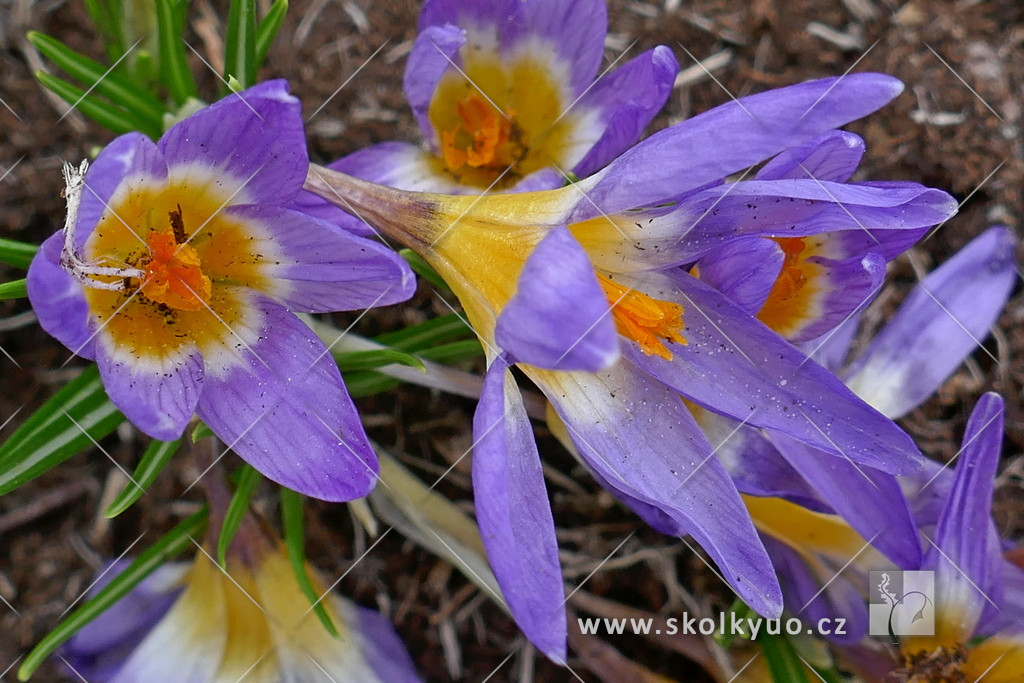 Crocus sieberi ´Tricolor´