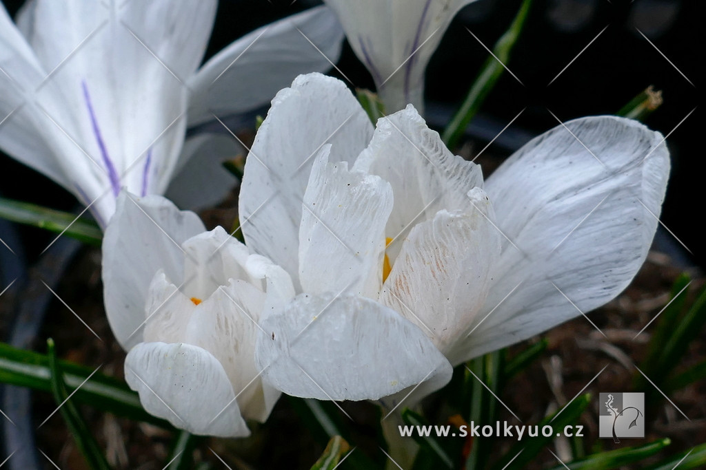 Crocus vernus ´Jeanne d´Arc´