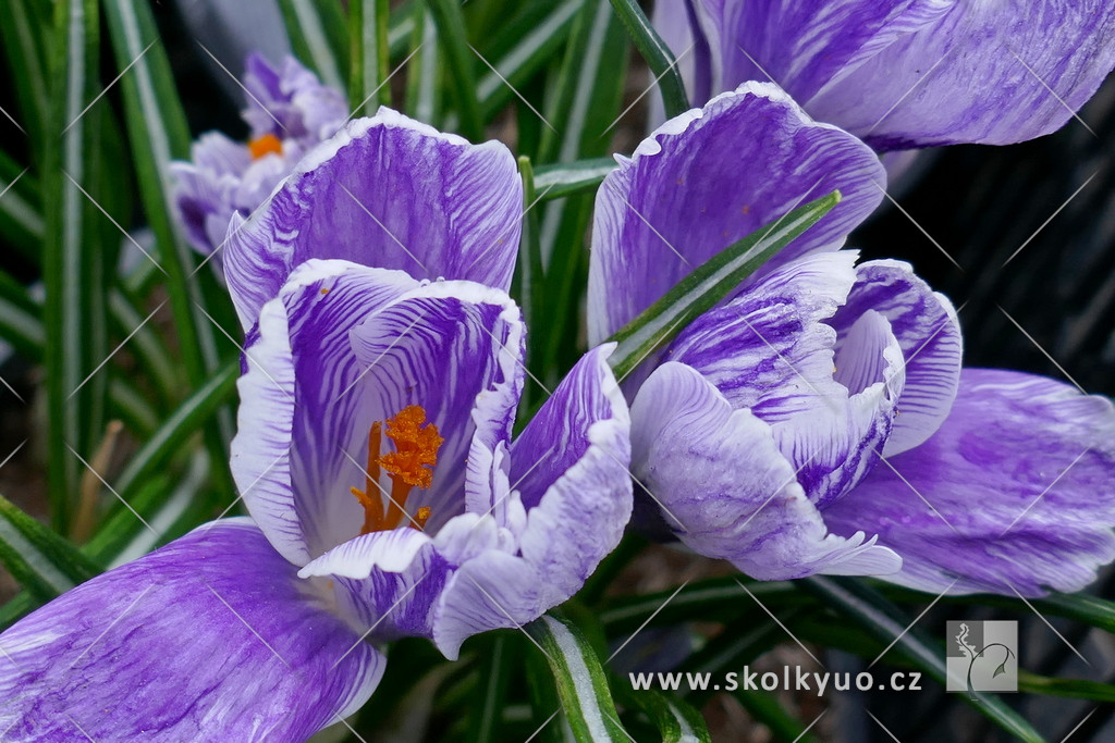 Crocus vernus ´Pickwick´