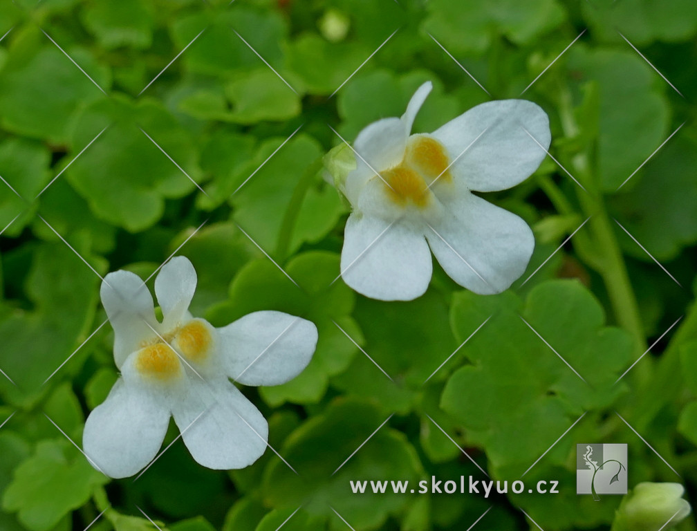 Cymbalaria pallida ´Alba´