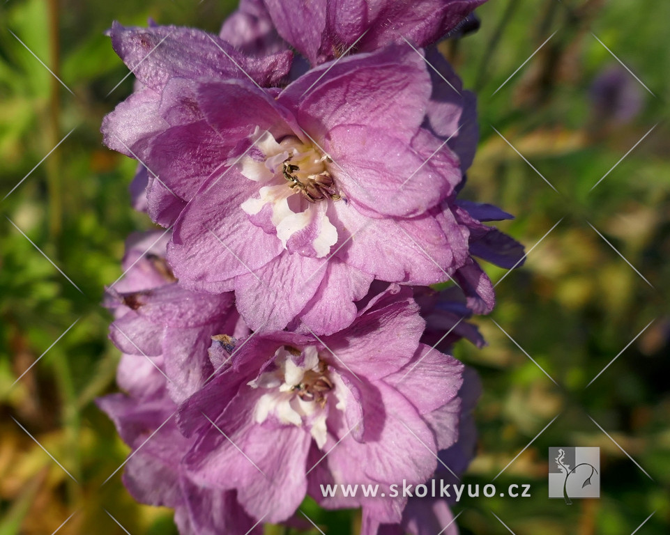 Delphinium ´Excalibur Lilac Rose/White Bee´