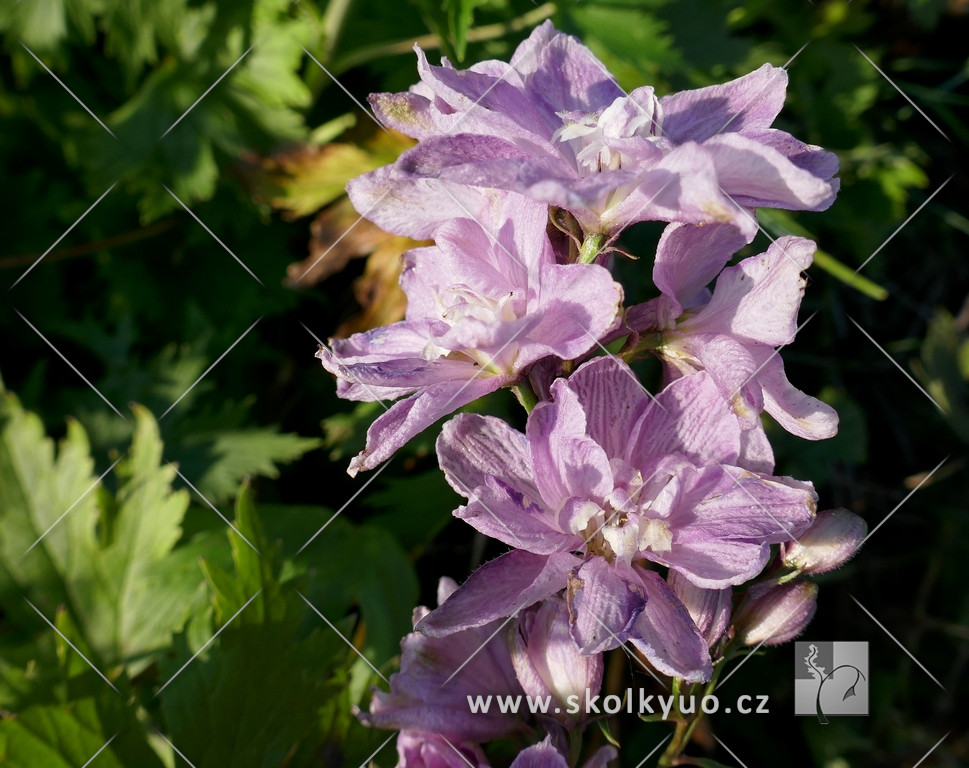 Delphinium x cultorum ´M.F. Deep Rose/White Bee´