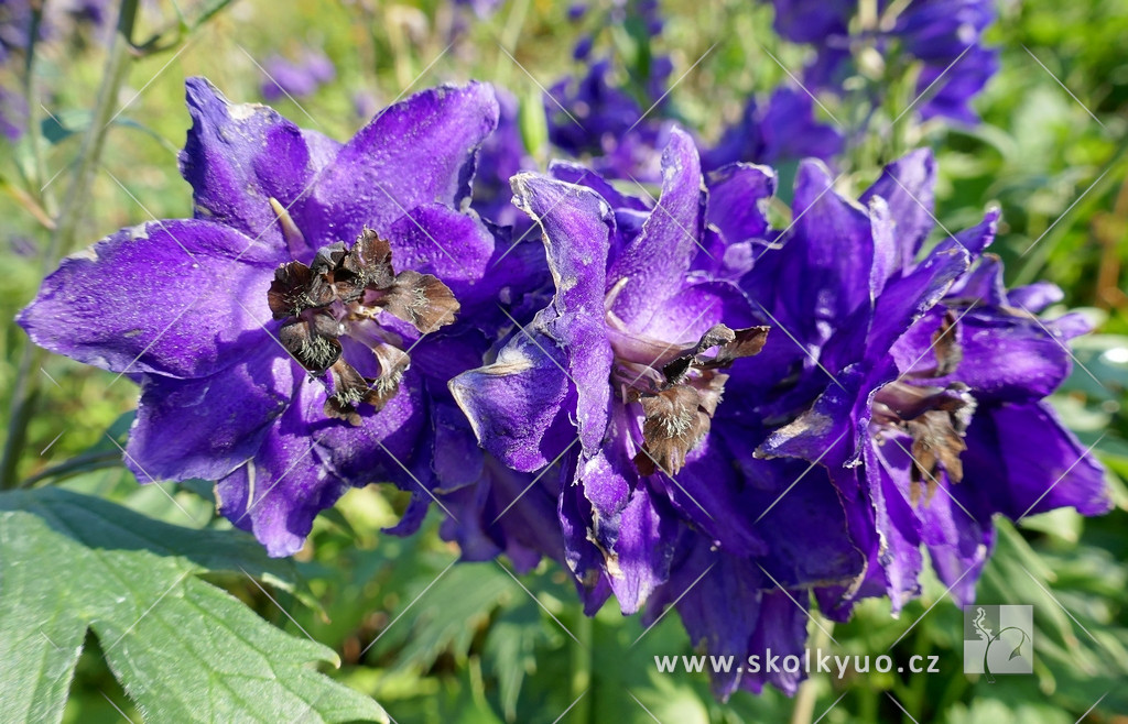 Delphinium ´Pacific hybr. Black Knight´