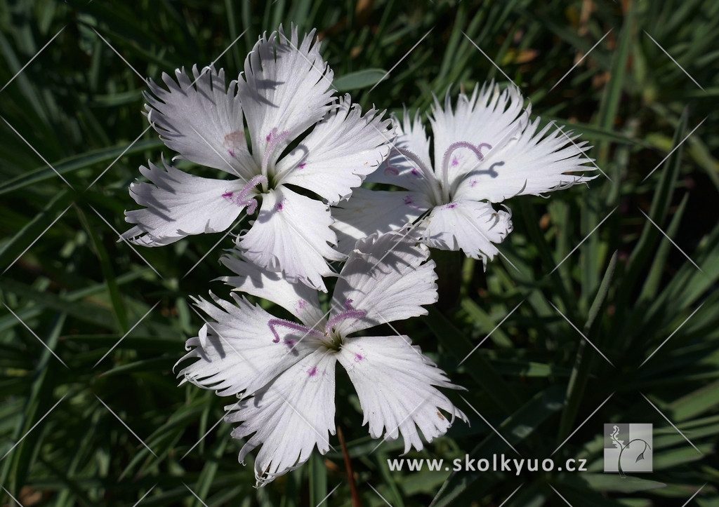 Dianthus ´Greystone´