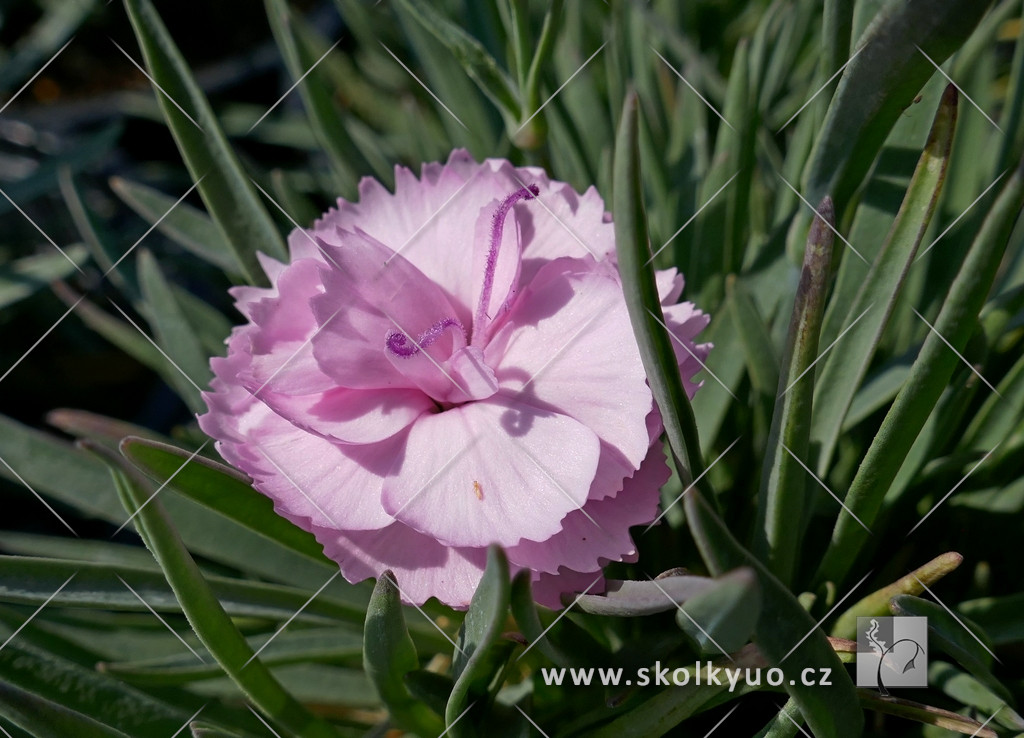 Dianthus ´Dinetta Soft Pink´