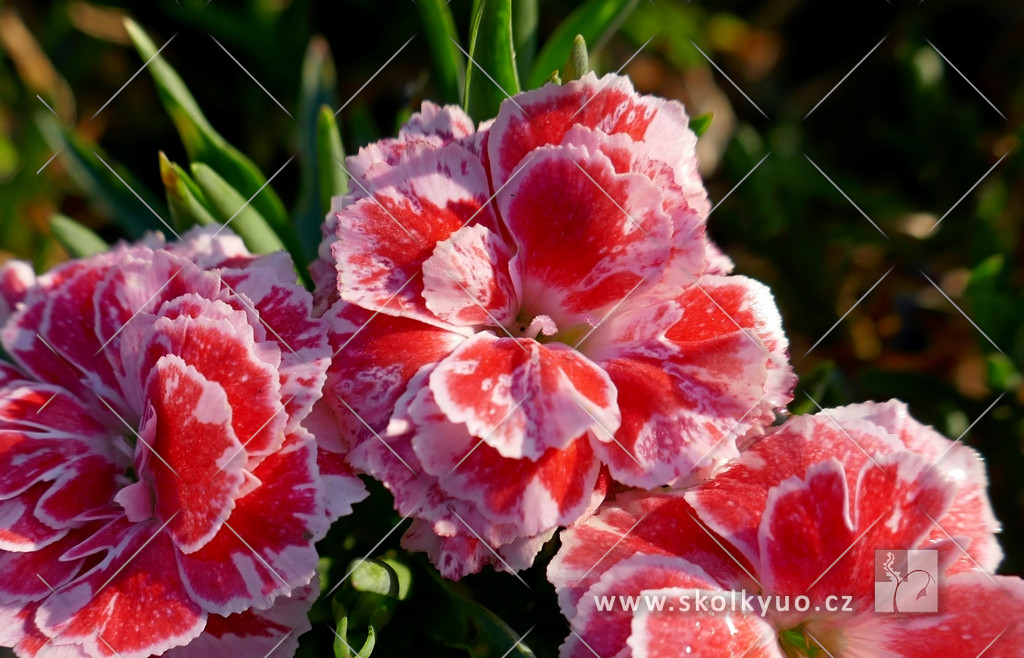 Dianthus caryophyllus ´Oscar® White and Red´´
