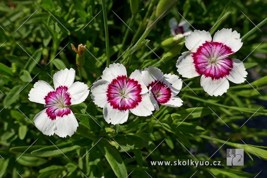 Dianthus deltoides ´Arctic Fire´