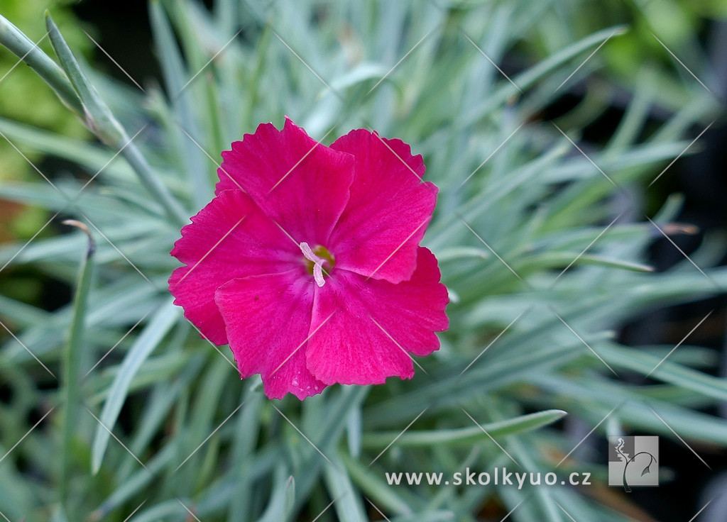 Dianthus gratianopolitanus ´Badenia´