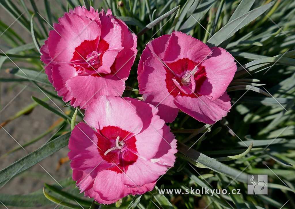 Dianthus plumarius ´Angel of Hope´