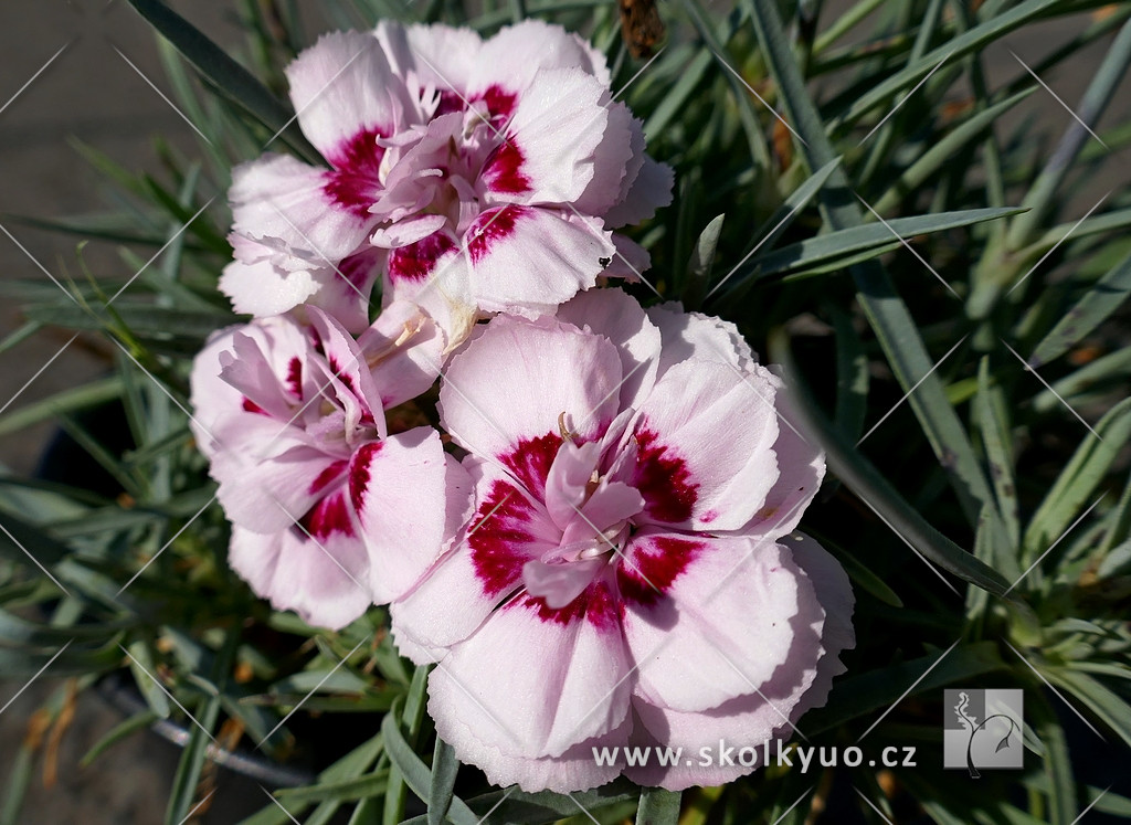 Dianthus plumarius ´Angel of Virtue´