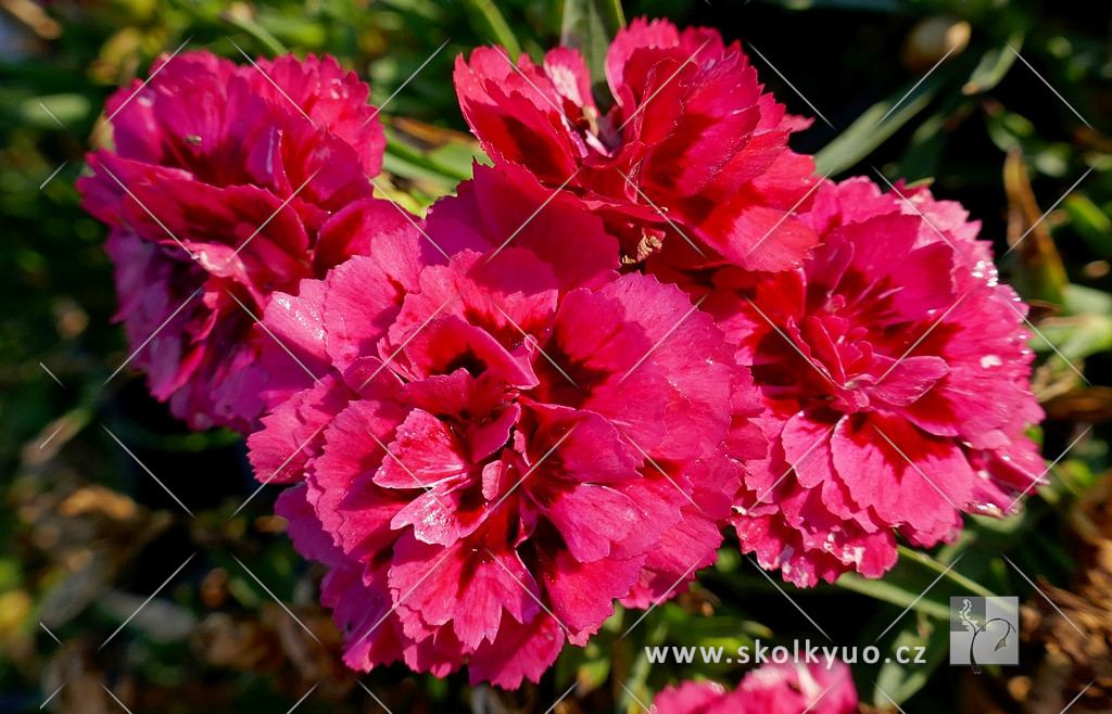 Dianthus ´Purple Wings´