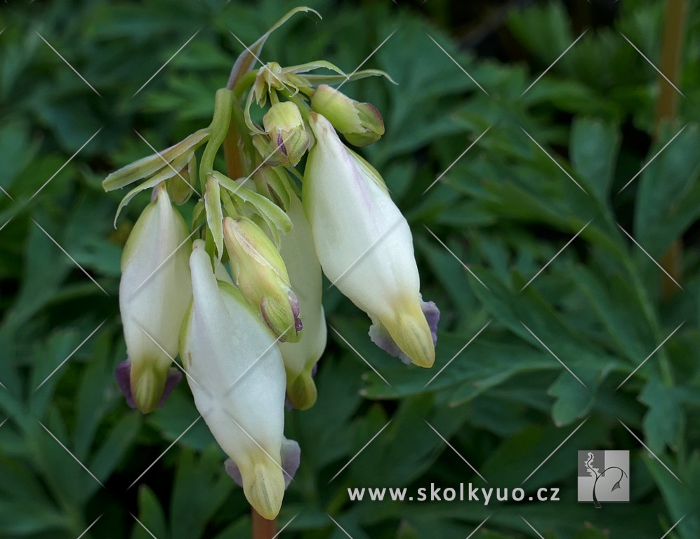 Dicentra formosa ´Aurora´