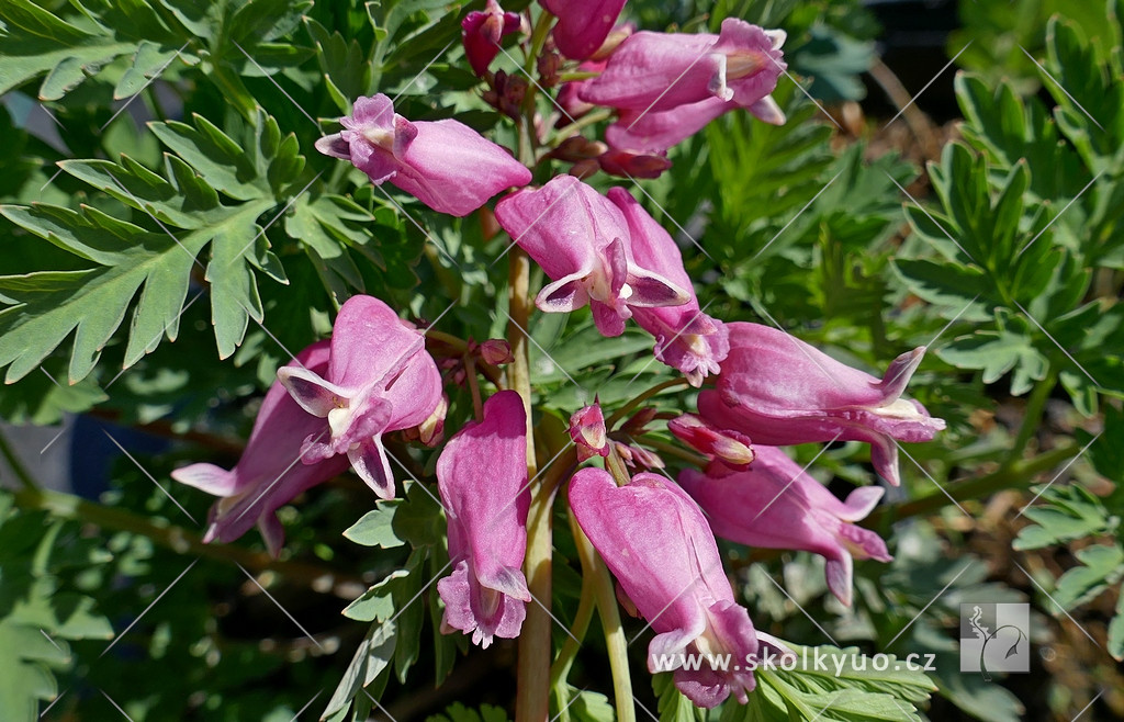 Dicentra formosa ´Luxuriant´